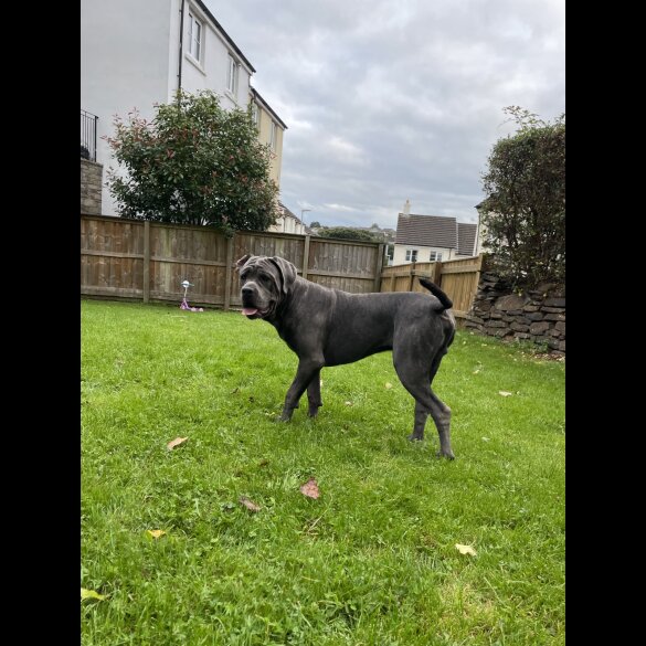 Cane Corso - Both