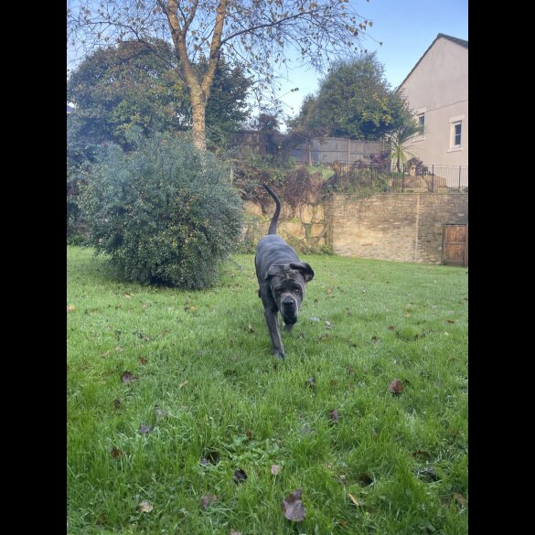 Cane Corso - Both