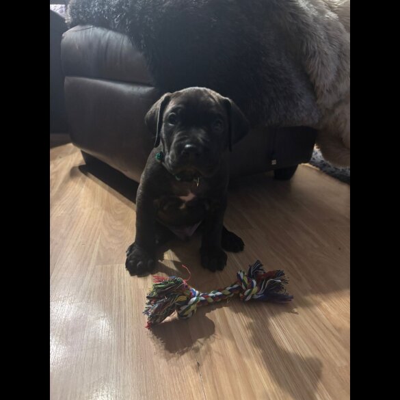 Cane Corso - Both