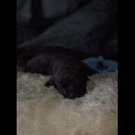 Cane Corso - Both