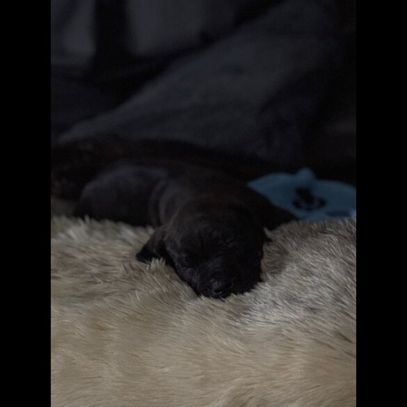 Cane Corso - Both