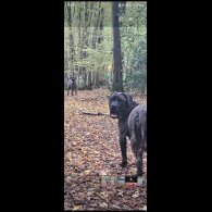 Cane Corso - Both