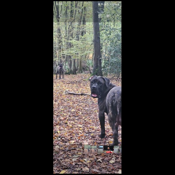 Cane Corso - Both