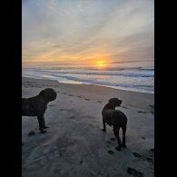 Cane Corso - Both