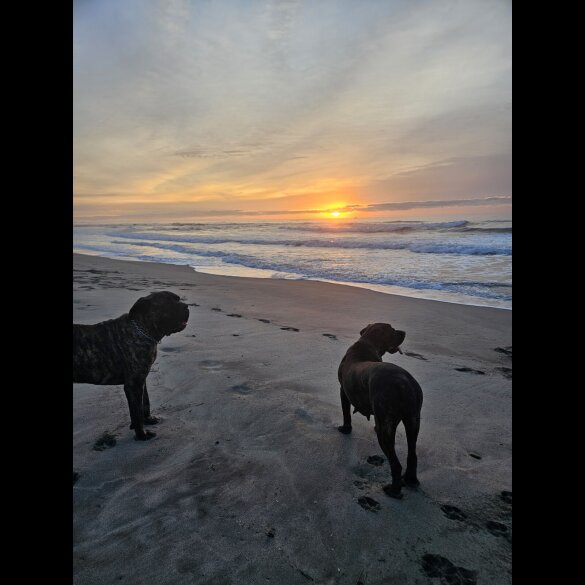 Cane Corso - Both