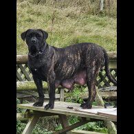 Cane Corso - Both