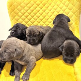 Cane Corso - Both