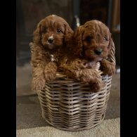 Cavapoo - Both