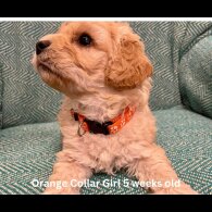 Cavapoo - Both