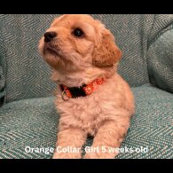 Cavapoo - Both