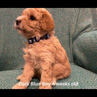 Cavapoo - Both