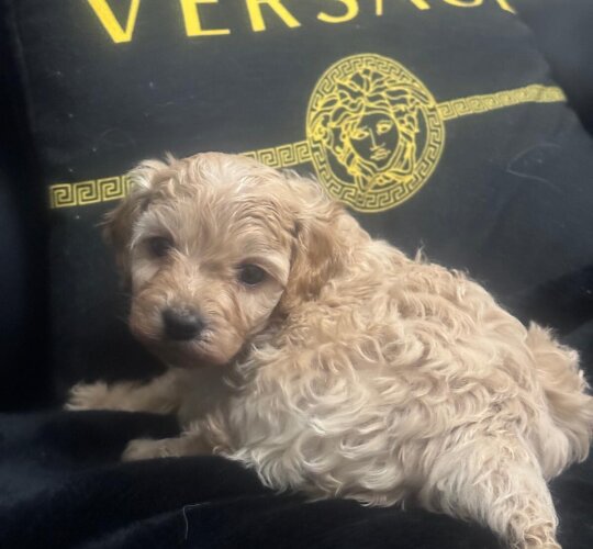 Cavapoo