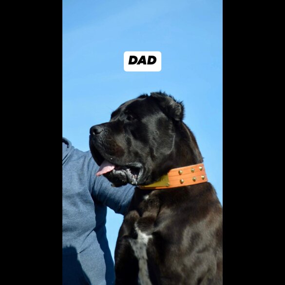 Cane Corso - Both