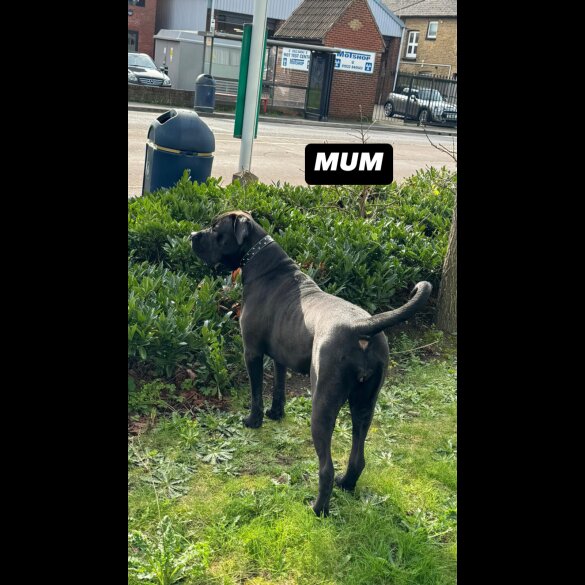 Cane Corso - Both