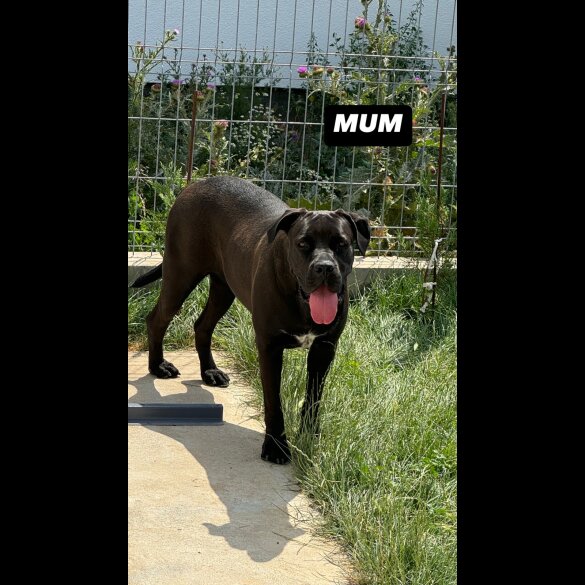 Cane Corso - Both