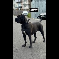 Cane Corso - Both