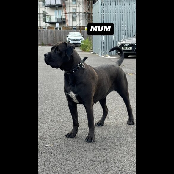 Cane Corso - Both