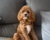 Cockapoo
