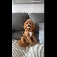 Cockapoo