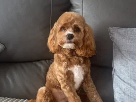 Cockapoo