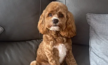 Cockapoo