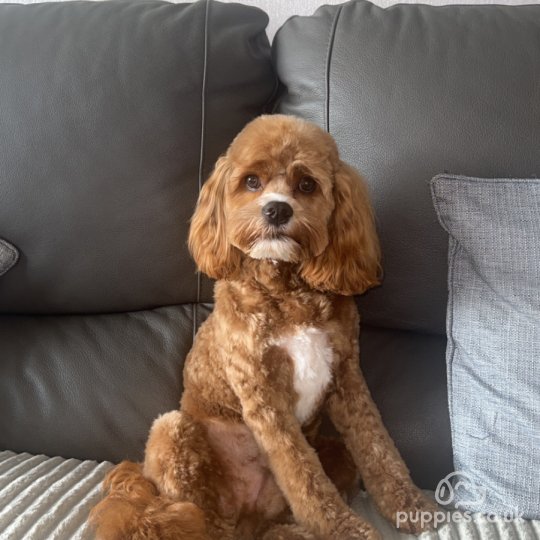 Cockapoo