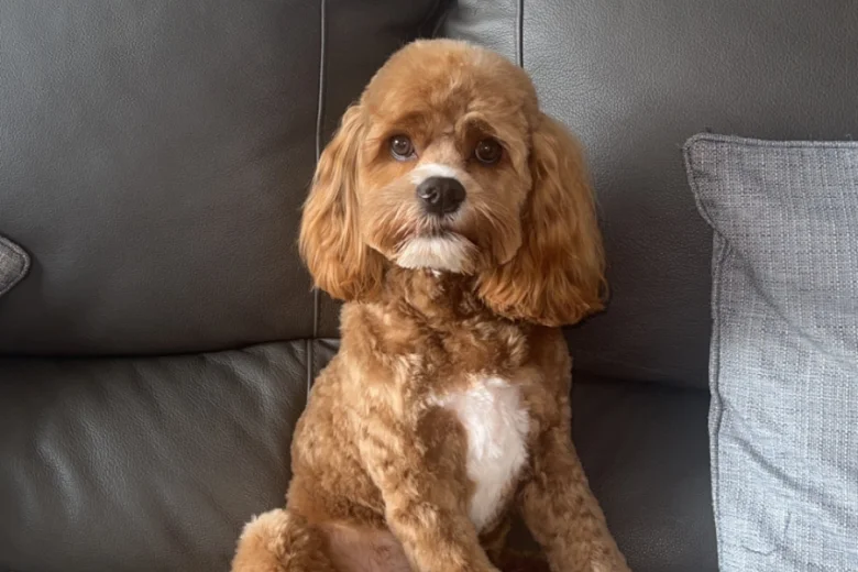 Cockapoo
