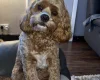 Cockapoo