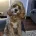 Cockapoo