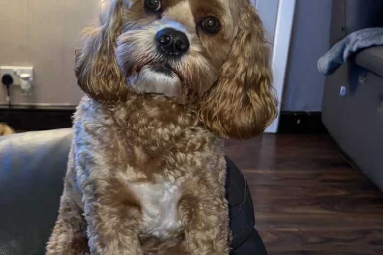 Cockapoo