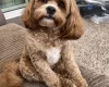 Cockapoo