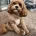Cockapoo