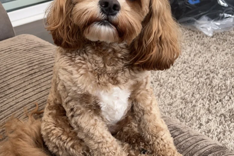 Cockapoo