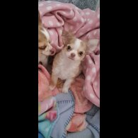 Chihuahua - Both