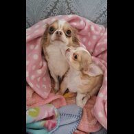 Chihuahua - Both