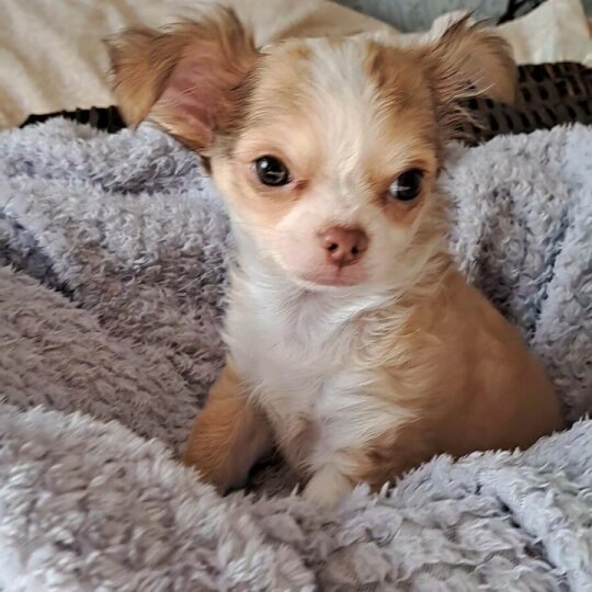 Chihuahua - Both