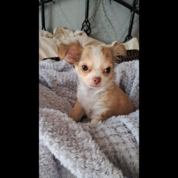 Chihuahua - Both