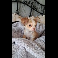 Chihuahua - Both