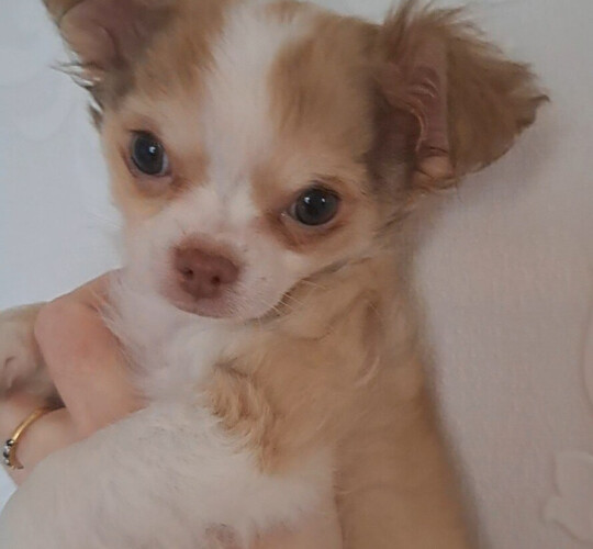 Chihuahua