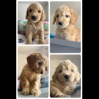 Cockapoo - Both