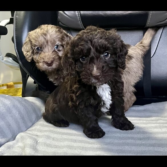 Cockapoo - Both