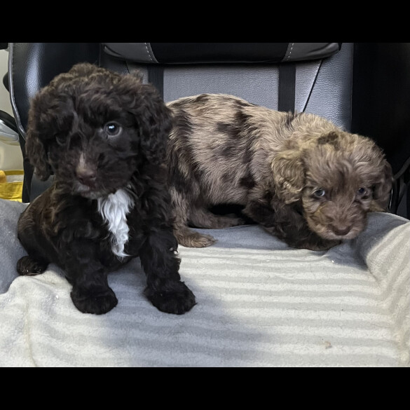 Cockapoo - Both