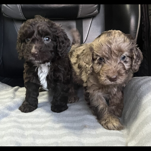 Cockapoo - Both