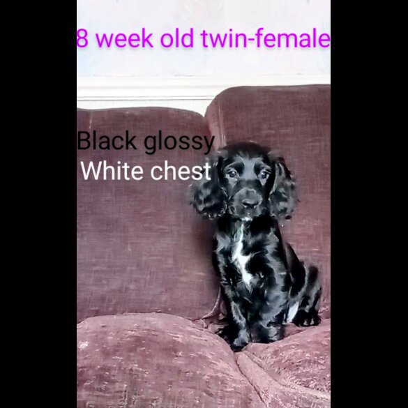 Cocker Spaniel (Working &amp; Show) - Both