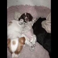 Cocker Spaniel (Working &amp; Show) - Both