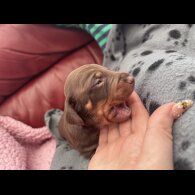 Dachshund (Standard &amp; Miniature) - Both