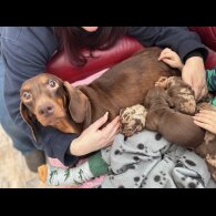 Dachshund (Standard &amp; Miniature) - Both