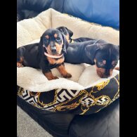 Dachshund (Standard &amp; Miniature) - Both