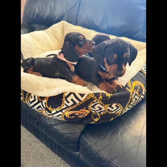 Dachshund (Standard &amp; Miniature) - Both