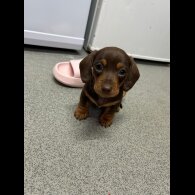 Dachshund (Standard &amp; Miniature) - Dogs